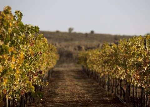 Pelter Winery (יח"ץ יקב פלטר)