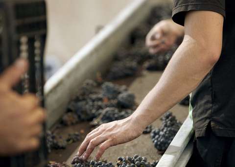 Pelter Winery (יח"ץ יקב פלטר)